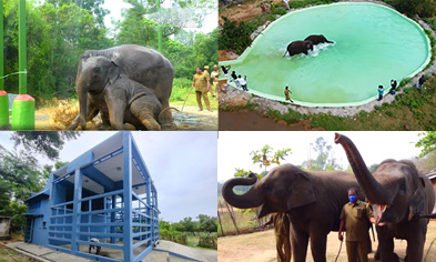 RNTBCI Adopts Elephant Enclosure at Arignar Anna Zoological Park